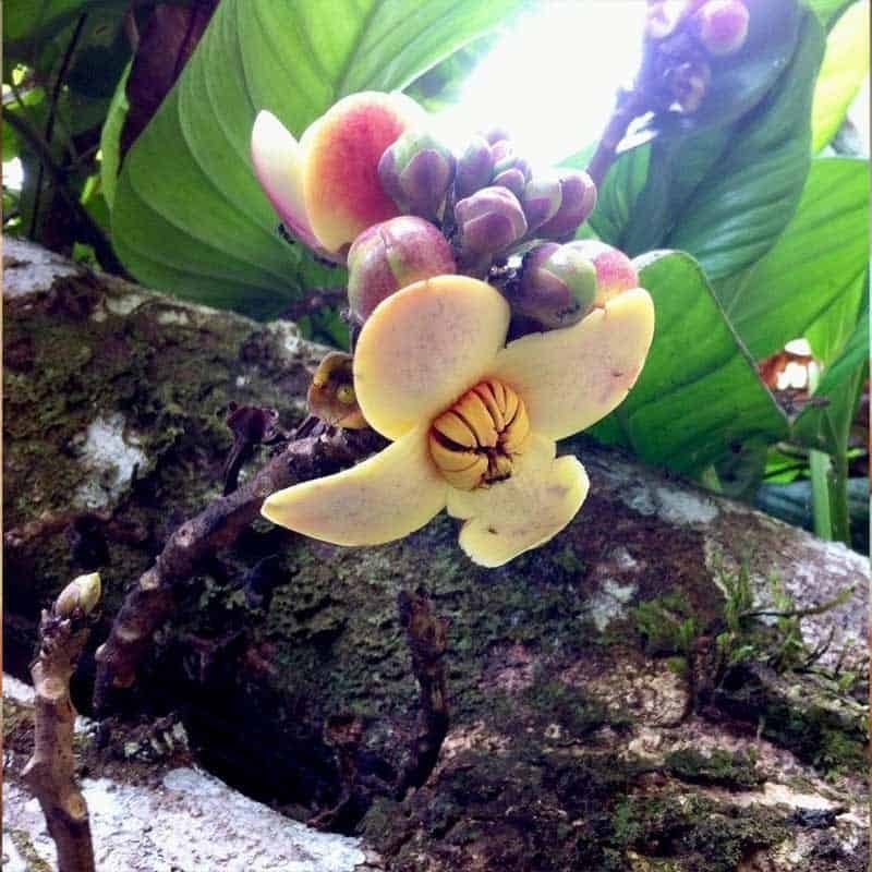 Cocora Plant Liver Cleanse | Avalon: Ayahuasca Retreats In Europe